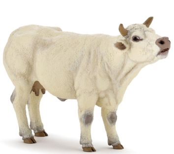 Krowa rasy Charolaise rycząca