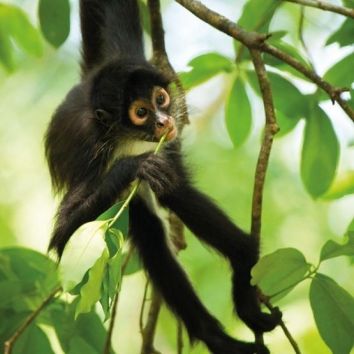 Karnet kwadrat z kopertą Spider Monkey