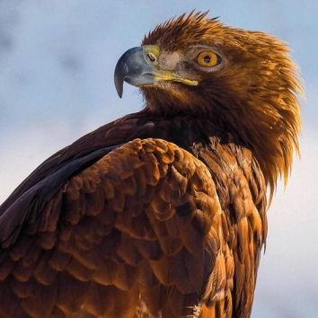 Karnet kwadrat z kopertą Golden Eagle