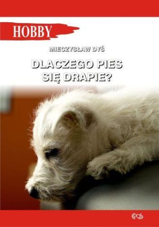 Dlaczego pies się drapie?