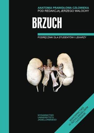 Anatomia prawidłowa człowieka. Brzuch