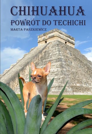 Chihuahua powrót do techichi