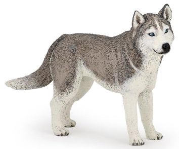 Husky syberyjski